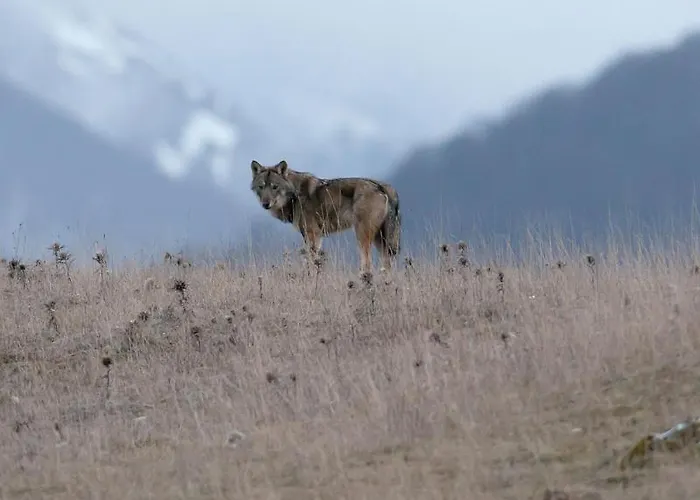 Panzió 'tra I Due Parchi