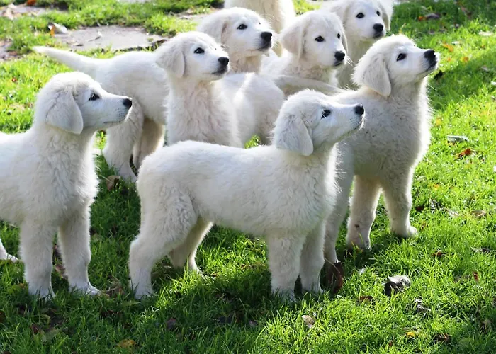 Panzió 'tra I Due Parchi